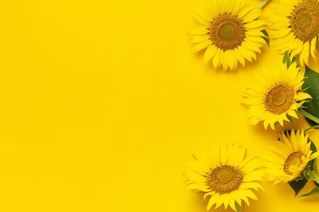 Beautiful fresh sunflowers with leaves on stalk on bright yellow background. Flat lay, top view, copy space. Autumn or summer Concept, harvest time, agriculture. Sunflower natural background.の写真素材