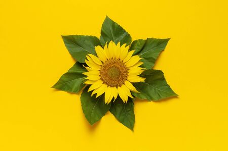 Beautiful fresh sunflower with green leaves on bright yellow background. Flat lay, top view, copy space. Autumn or summer Concept, harvest time, agriculture. Sunflower natural background. Flower card.の写真素材