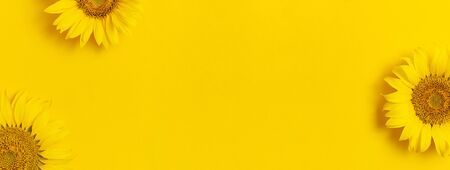 Beautiful fresh sunflowers on bright yellow background. Flat lay, top view, copy space. Autumn or summer Concept, harvest time, agriculture. Sunflower natural background. Flower card.の写真素材