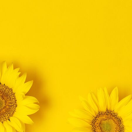 Beautiful fresh sunflowers on bright yellow background. Flat lay, top view, copy space. Autumn or summer Concept, harvest time, agriculture. Sunflower natural background. Flower card. Square formatの写真素材
