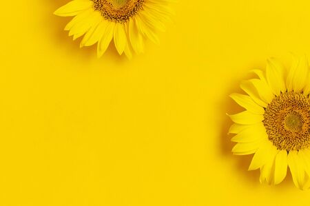 Beautiful fresh sunflowers on bright yellow background. Flat lay, top view, copy space. Autumn or summer Concept, harvest time, agriculture. Sunflower natural background. Flower card.の写真素材