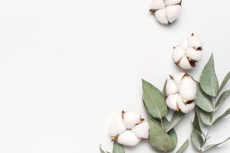 Flat lay flowers composition. Cotton flowers and fresh eucalyptus twigs on light gray background. Top view, copy space. Delicate white cotton flowers. Floral background, greeting card.の写真素材