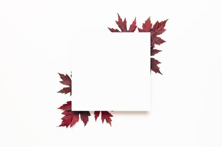 Autumn composition. Red burgundy maple leaves and blank white sheet of paper on white background. Flat lay, top view, copy space. Fall concept. Autumn background. Creative season layout.の写真素材