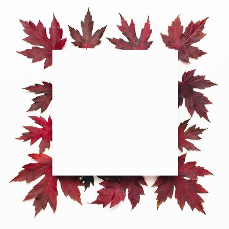Autumn composition. Red burgundy maple leaves and blank white sheet of paper on white background. Flat lay, top view, copy space. Fall concept. Autumn background. Creative season layout.の写真素材