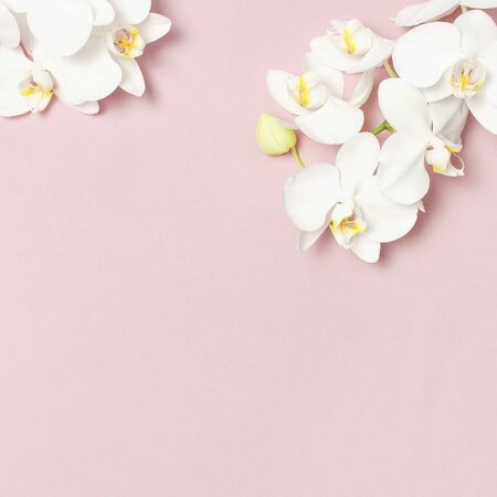 Beautiful White Phalaenopsis orchid flowers on pastel pink background top view flat lay. Tropical flower, branch of orchid close up. Pink orchid background. Holiday, Women's Day, Flower Card, beauty.の写真素材