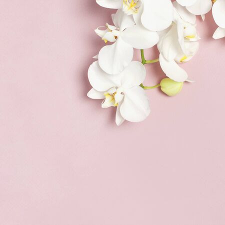 Beautiful White Phalaenopsis orchid flowers on pastel pink background top view flat lay. Tropical flower, branch of orchid close up. Pink orchid background. Holiday, Women's Day, Flower Card, beauty.の写真素材