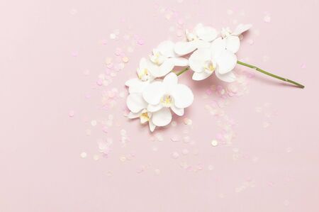 Beautiful White Phalaenopsis orchid flowers on pastel pink background top view flat lay. Tropical flower, branch of orchid close up. Pink orchid background. Holiday, Women's Day, Flower Card, beauty.の写真素材