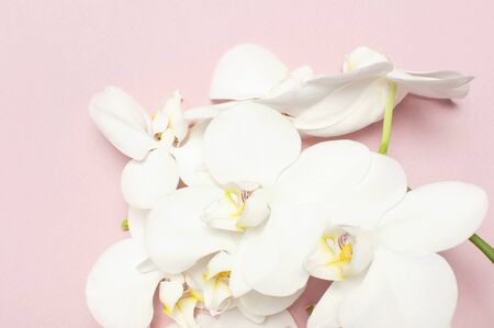 Beautiful White Phalaenopsis orchid flowers on pastel pink background top view flat lay. Tropical flower, branch of orchid close up. Pink orchid background. Holiday, Women's Day, Flower Card, beauty.の写真素材