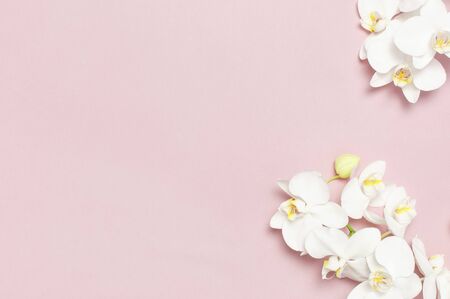 Beautiful White Phalaenopsis orchid flowers on pastel pink background top view flat lay. Tropical flower, branch of orchid close up. Pink orchid background. Holiday, Women's Day, Flower Card, beauty.の写真素材
