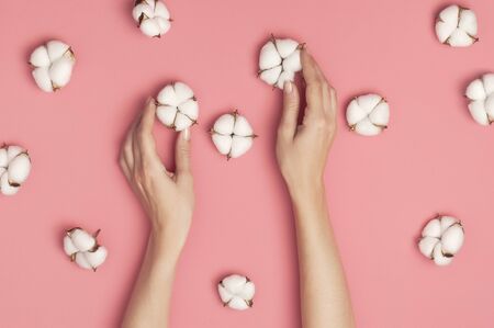 Creative composition with cotton. Hands of young woman holding white cotton flowers on pink background. Top view flat lay copy space. Cotton flowers. Lifestyle gentle background.の写真素材