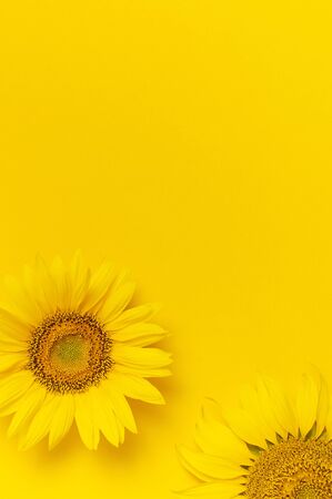 Beautiful fresh sunflowers on bright yellow background. Flat lay, top view, copy space. Autumn or summer Concept, harvest time, agriculture. Sunflower natural background. Flower card.の写真素材