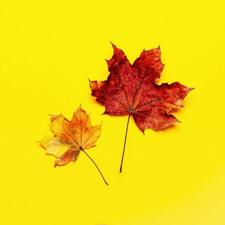 Autumn composition. Multicolored green yellow red maple leaves isolated on yellow background. Flat lay, top view, copy space. Fall concept. Autumn background. Creative season layout.の写真素材