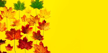 Autumn composition. Multicolored green yellow red maple leaves isolated on yellow background. Flat...