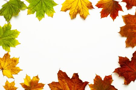 Autumn composition. Frame from Multicolored green yellow red maple leaves isolated on white background. Flat lay, top view, copy space. Fall concept. Autumn background. Creative season layout.の写真素材
