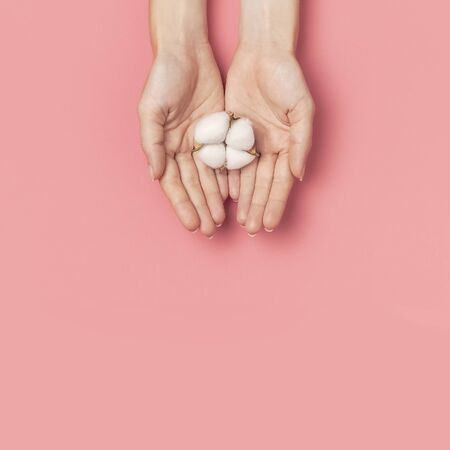Creative composition with cotton. Hands of young woman holding white cotton flowers on pink background. Top view flat lay copy space. Cotton flowers. Lifestyle gentle background.の写真素材