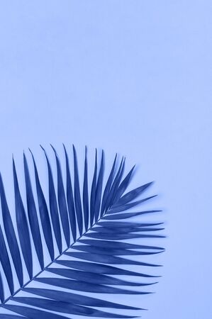 Tropical palm leaves on blue background. Flat lay, top view, copy space. Summer background, nature. Creative minimal background with tropical leaves. Leaf pattern. Color of the year 2020 classic blue.の写真素材