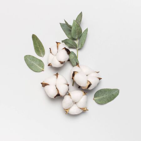 Flat lay flowers composition. Cotton flowers and fresh eucalyptus twigs on light gray background. Top view, copy space. Delicate white cotton flowers. Floral background, greeting card.の写真素材