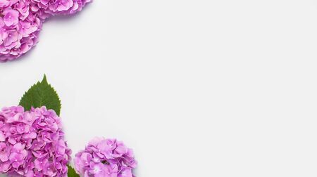 Beautiful pink hydrangea flowers on white background top view flat lay copy space. Flower card. Holiday, congratulations, happy mothers day. International Women's day, March 8. Spring background.の写真素材