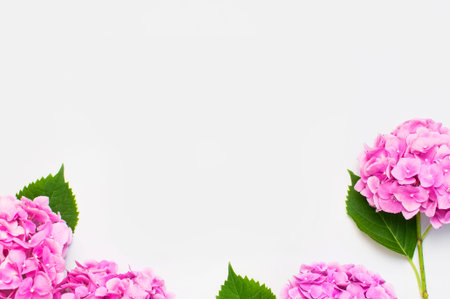 Beautiful pink hydrangea flowers on white background top view flat lay copy space. Flower card....
