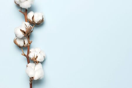 Flat lay Beautiful cotton branch on blue background top view copy space. Delicate white cotton flowers. Light color cotton background. Cotton production.の写真素材