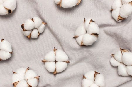 Flat lay Beautiful cotton flowers on gray fabric top view copy space. Natural cotton fabric texture....