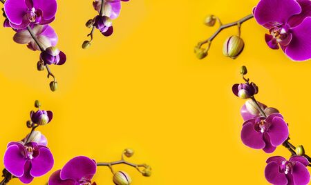 Beautiful purple Phalaenopsis orchid flowers on bright yellow background. Tropical flower, branch of orchid close up. Pink orchid background. Holiday, Women's Day, March 8, Flower Card flat lay.の写真素材