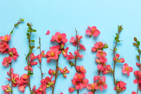 Springtime concept. Flat lay pink spring flowers on blue background top view Copy Space. Pink...