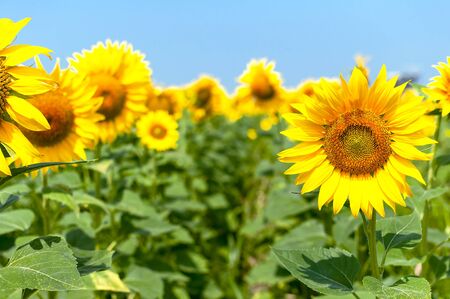 Sunflower natural background. Beautiful landscape with yellow sunflowers against the blue sky. Sunflower field, agriculture, harvest concept. Sunflower seeds, vegetable oil.の写真素材