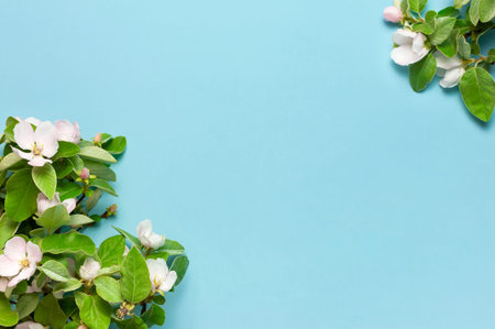 Spring nature background. Frame from Beautiful blooming spring twigs on blue background flat lay top...