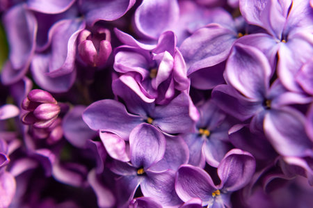 Beautiful flowering branch of lilac flowers close-up macro shot with blurry background. Spring...