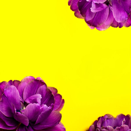 Spring flowers. Lilac purple peony tulips on yellow background. Lovely greeting card with tulips for Mothers day, holiday, birthday, wedding or happy event. Flat lay top view copy space.の写真素材