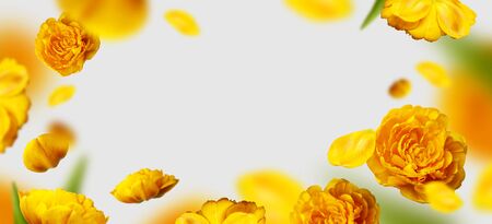 Creative floral composition with yellow tulips. Flying tulip flowers and petals on light gray background copy space. Spring blossom concept, nature layout, greeting card for 8 March, Valentine's day.の写真素材