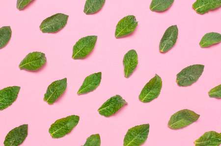 Pattern of fresh green leaves of mint, lemon balm, peppermint on pink background top view. Mint leaf...