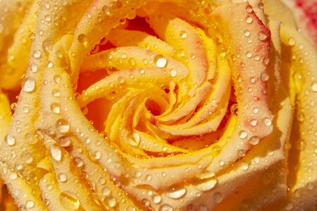 Open bud of beautiful rose and drops of water macro close-up shot. Rose petals, beautiful flower for the holiday, blooming rose, natural background. Floral wallpaper. Yellow rose.の写真素材