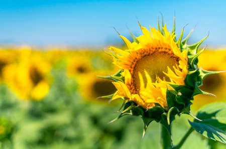 Beautiful sunflowers on background of blue sky. Sunflower field landscape, bright yellow petals, green leaves. Summer bright background, agriculture, harvest concept. Sunflower seeds, vegetable oil.の写真素材