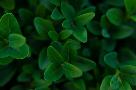 nature background. Close up green leaves plant top view. Natural green plants, leaf pattern, creative wallpaper with green plant, ecology, ecological background, leaf texture.の写真素材