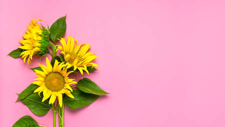 Flat lay Sunflower natural background. Beautiful fresh yellow sunflower with green leaves on pink background top view copy space. Flower card, wallpaper. Harvest time, agriculture, farming.の写真素材