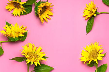 Flat lay Sunflower natural background. Beautiful fresh yellow sunflower with green leaves on pink background top view copy space. Flower card, wallpaper. Harvest time, agriculture, farming.