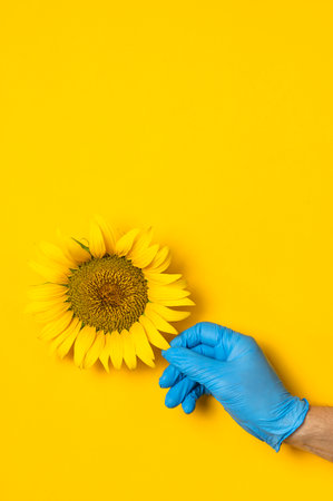 Beautiful fresh sunflower in male hands in disposable medical blue gloves on yellow background Flat lay. Concept of the safety of agricultural products, plants, crops, flowers from insects and pestsの写真素材