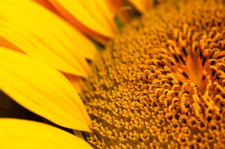 Beautiful fresh yellow sunflower macro shooting. Sunflower blooming Close-up. Sunflower natural background. Flower card, wallpaper. Harvest time, agriculture, farming. Yellow flower petals, seedsの写真素材