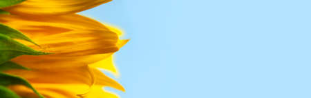 Beautiful fresh yellow sunflower macro shooting. Sunflower blooming Close-up. Sunflower on blue sky background. Flower card wallpaper. Harvest time, agriculture, farming. Yellow flower petals seedsの写真素材