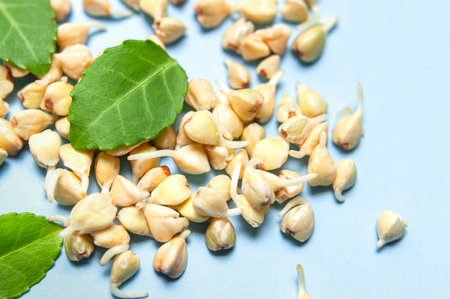Sprouted grain of green buckwheat with green leaves on blue background macro shooting. Flat lay top view. Healthy vegan food, eco products, diet, organic. Sprout, new life, harvest season, agriculture.の写真素材