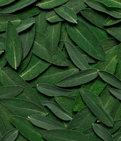 Fresh green sage leaves close up. Sage velvet leaf texture, abstract nature background. Salvia officinalis, garden sage. Concept of organic food, kitchen herbs, medicinal plant. green wallpaper.の写真素材