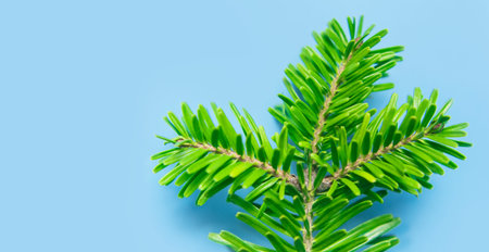 Fresh green spruce branches on blue background macro photo. Fir tree, Christmas or New Year...