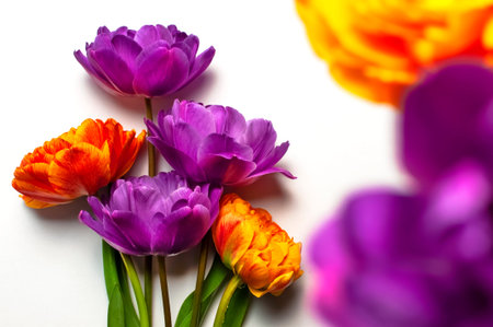 spring flowers. Yellow orange, lilac peony tulips on white background. Lovely greeting card for 8...