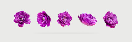 Various buds and petals of purple tulip on light gray background. Creative floral composition with...