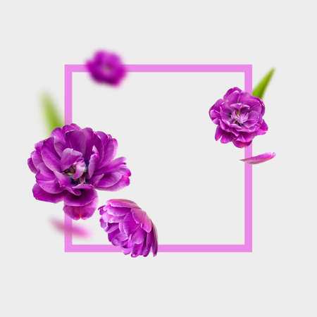 Creative floral composition with purple tulips. Flying tulip flowers, petals, square frame on light background copy space. Spring blossom concept nature layout, greeting card. March 8, Valentine's day.の写真素材