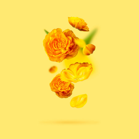 Flying tulip flowers and petals on yellow background. Creative floral composition with yellow...