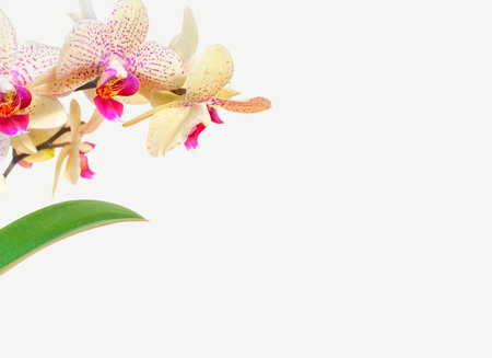 Delicate branches of Phalaenopsis orchid flowers and green leaves on light gray background. Tropical...