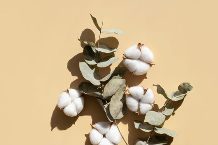 Cotton flowers twigs of eucalyptus with sun shadows on beige background flat lay top view. Creative Floral background with cotton delicate flowers of fluffy cotton. Flowers composition Natural organic.の写真素材